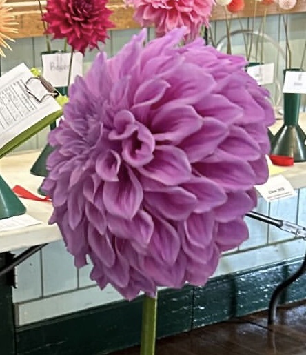 Pack - Big Blooms